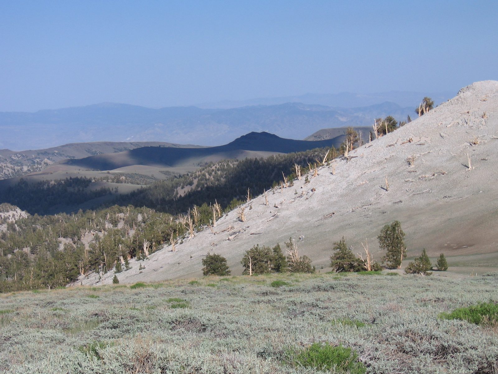 Ancient bristlecone pine forest.  Grove of the Patriarchs, if I remember correctly.