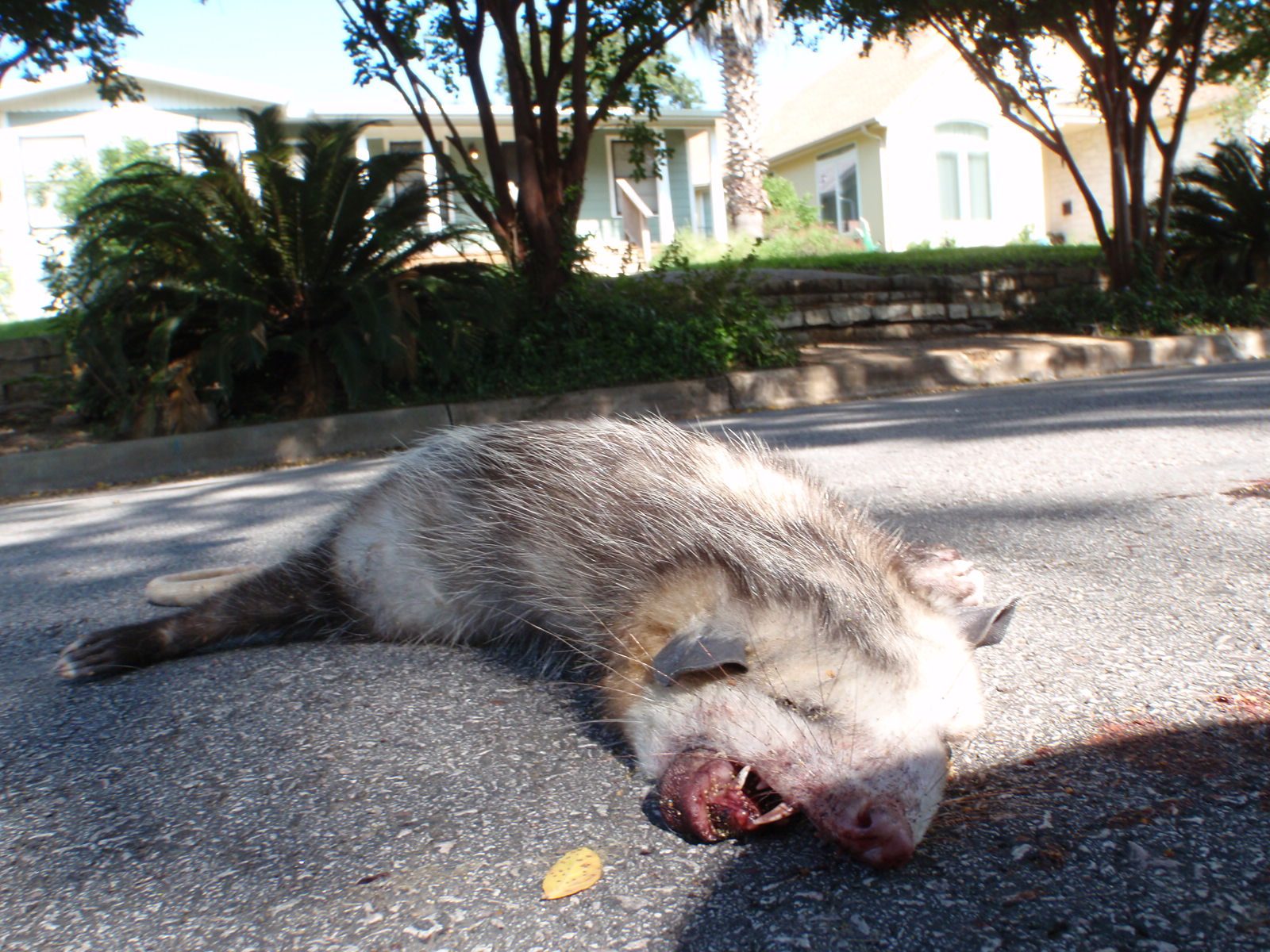 When we woke up Sunday morning, a possum was playing dead in a most convincing manner in the...