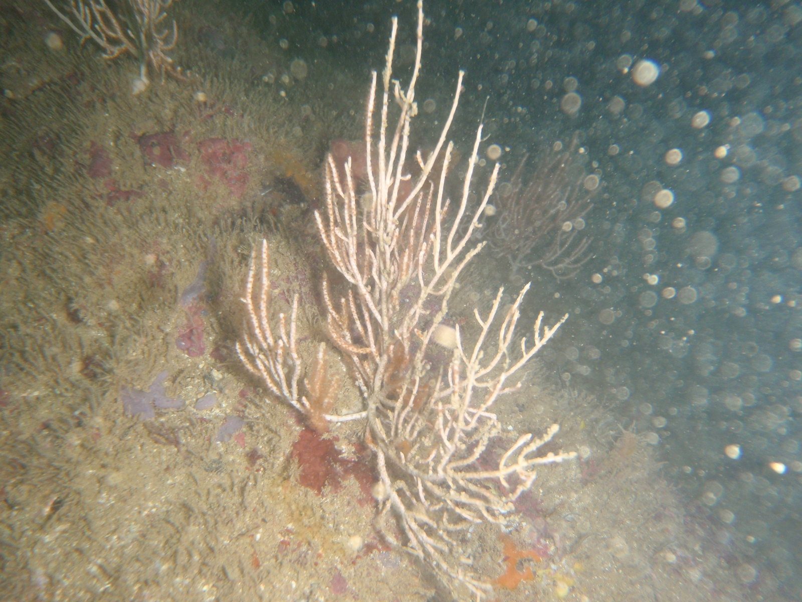 You know these silly little fan corals were about the only thing I ever spotted on the first...
