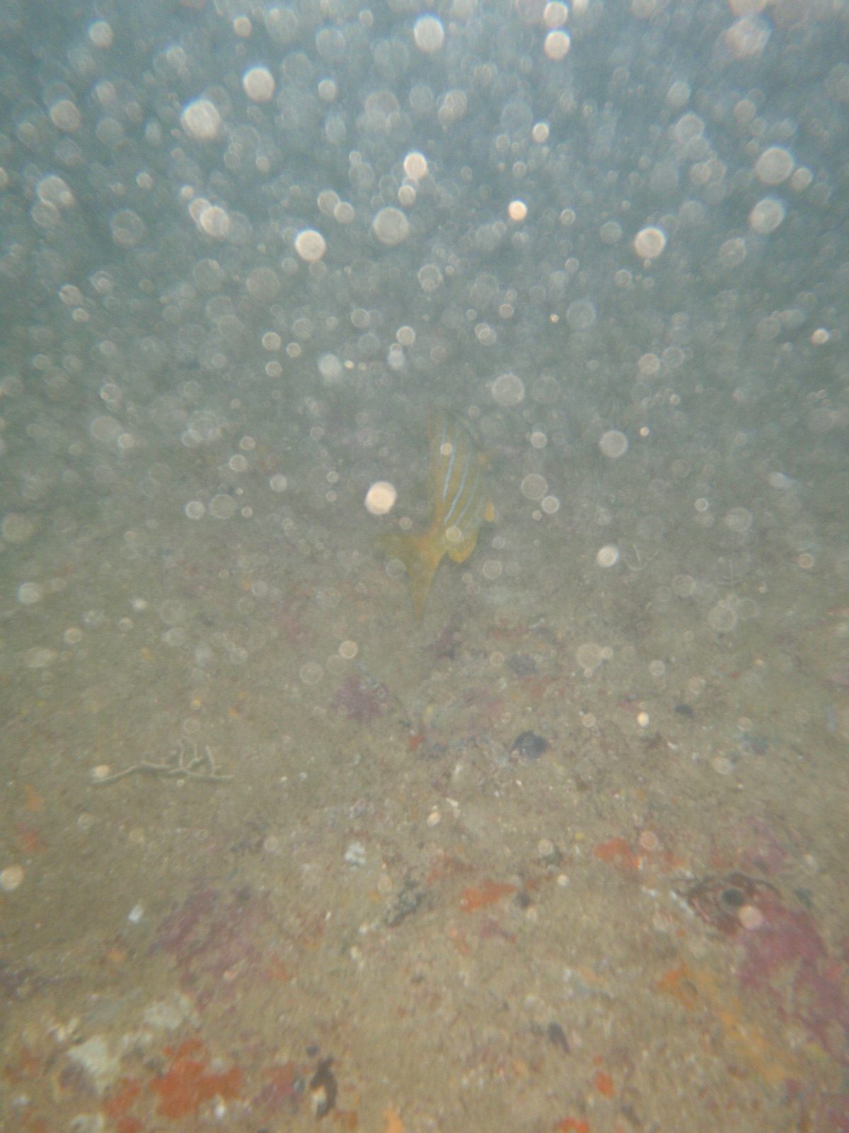 I guess there's a fish in there somewhere. Darn backscatter. 