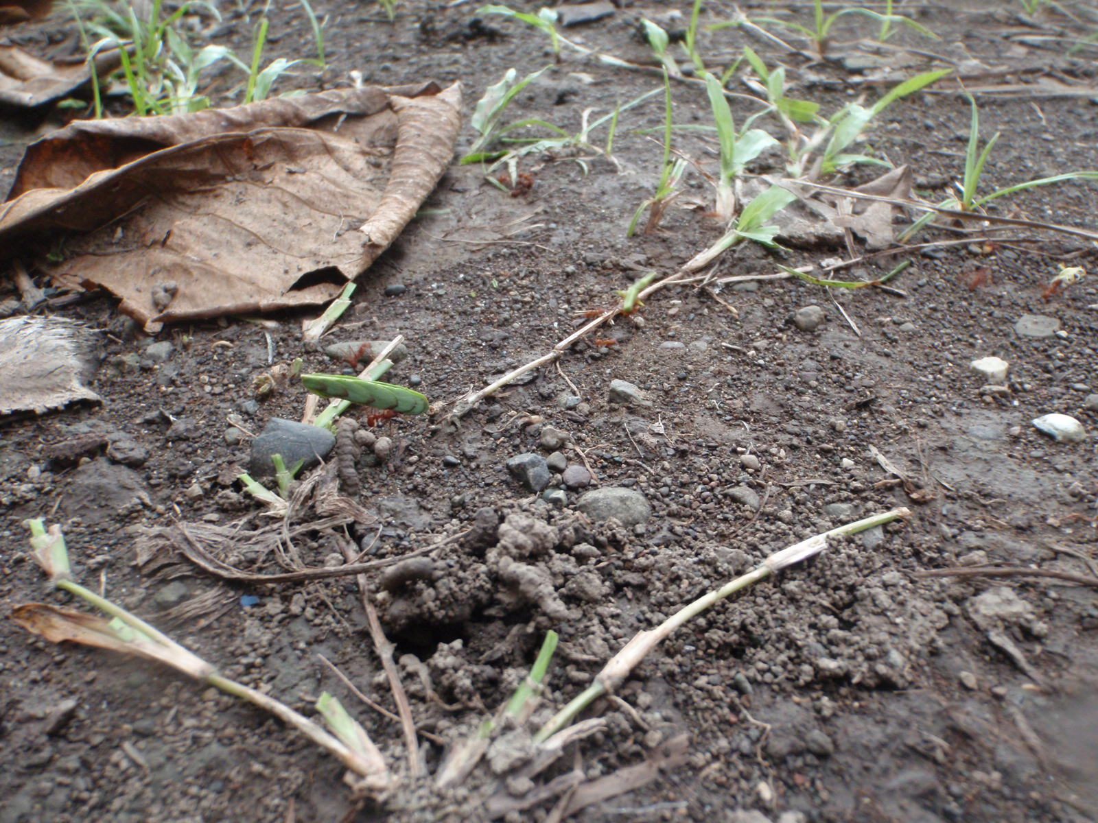An ant carrying a leaf weighing multiple times its body weight.