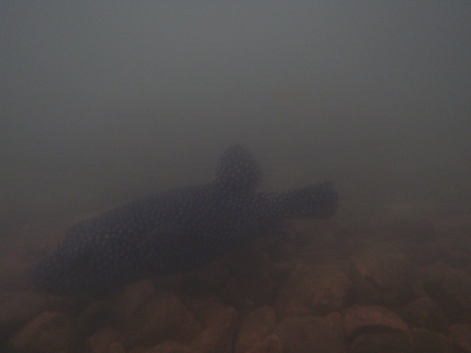 Best fish sighting I saw all day! I photographed this guy in ankle-deep water while sitting...