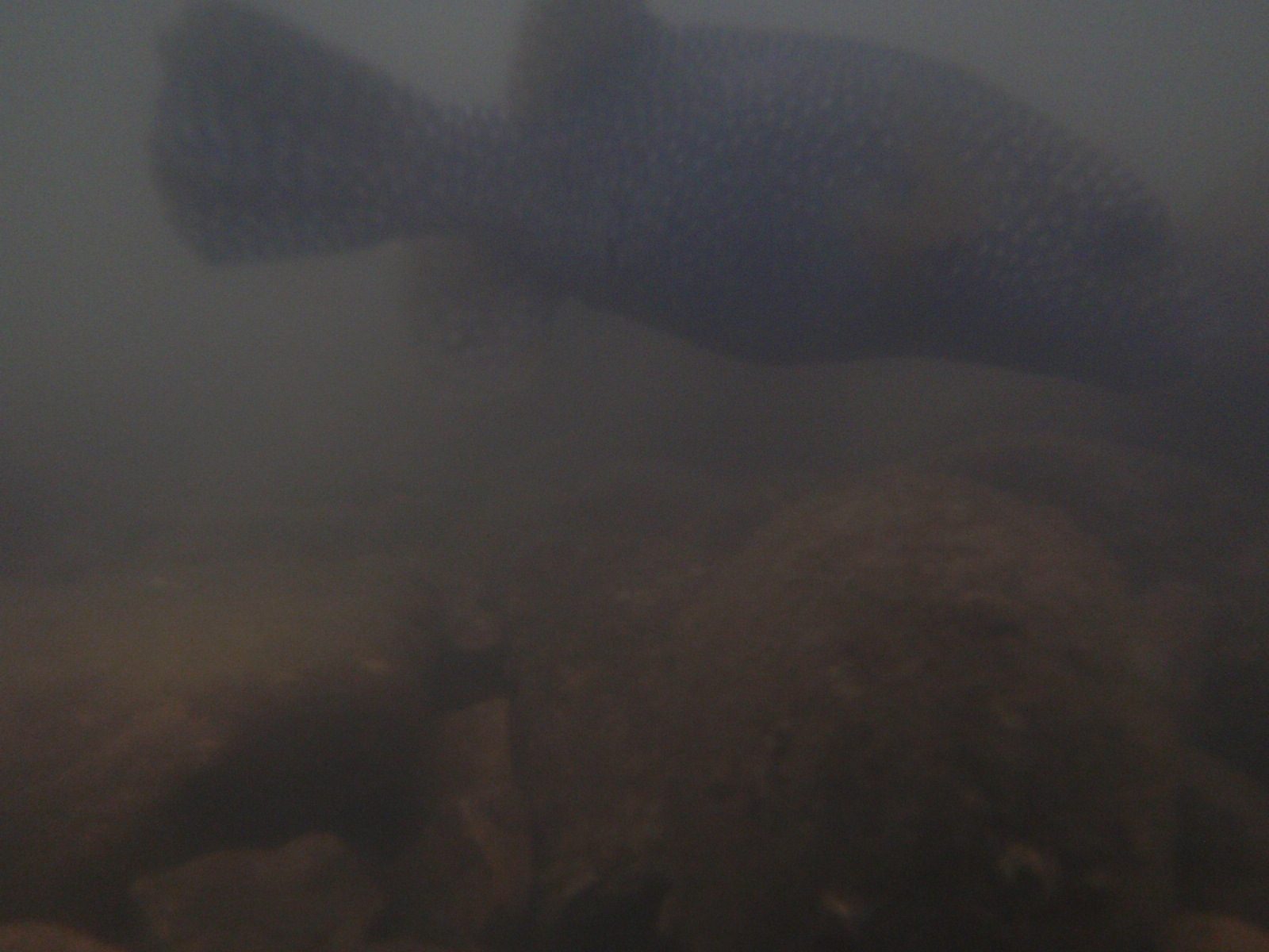 Another fish!