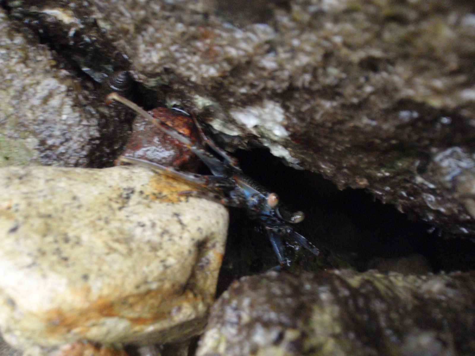 A crab!