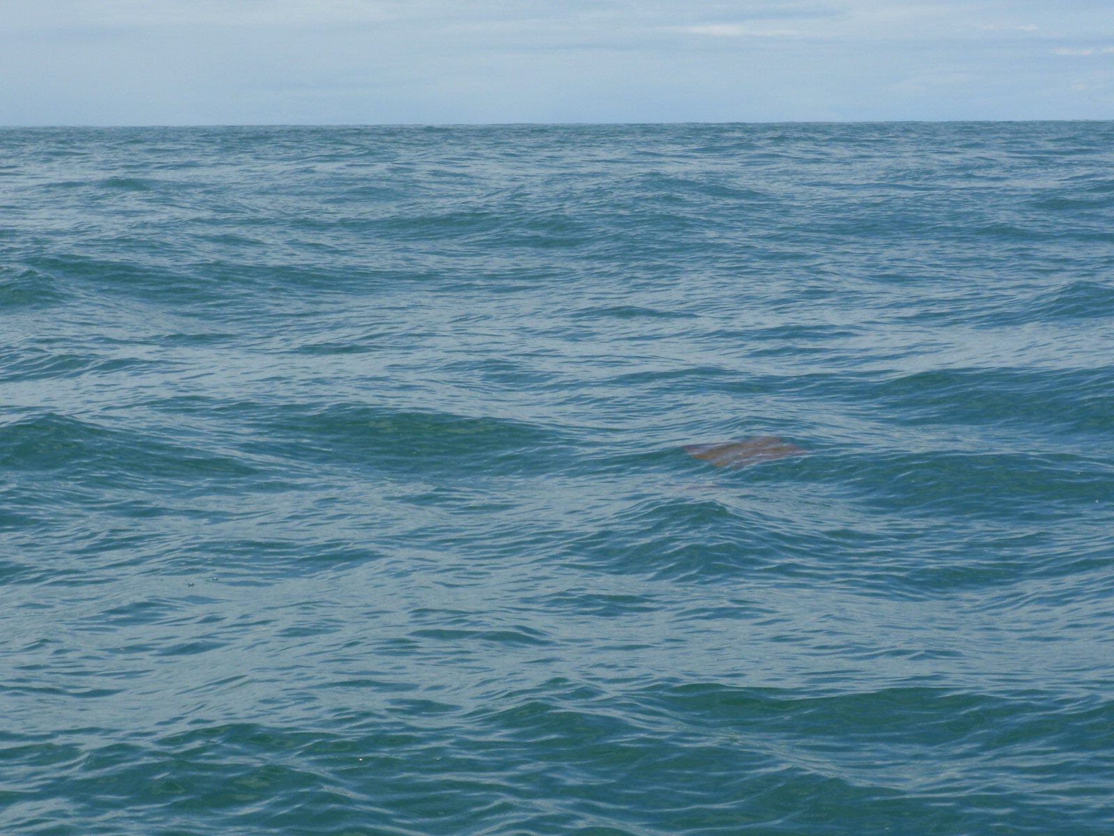 A huge ray swims by our boat.