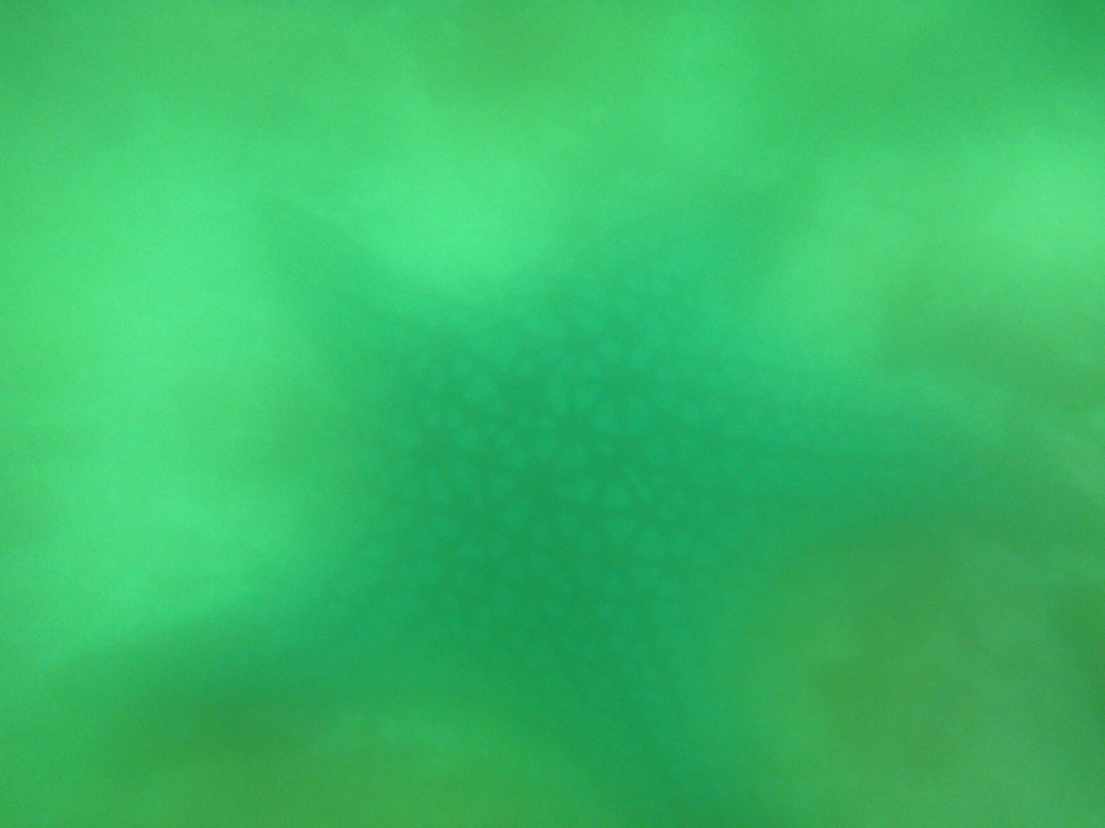 Starfish! Would have been way better if m lens weren't all fogged up.
