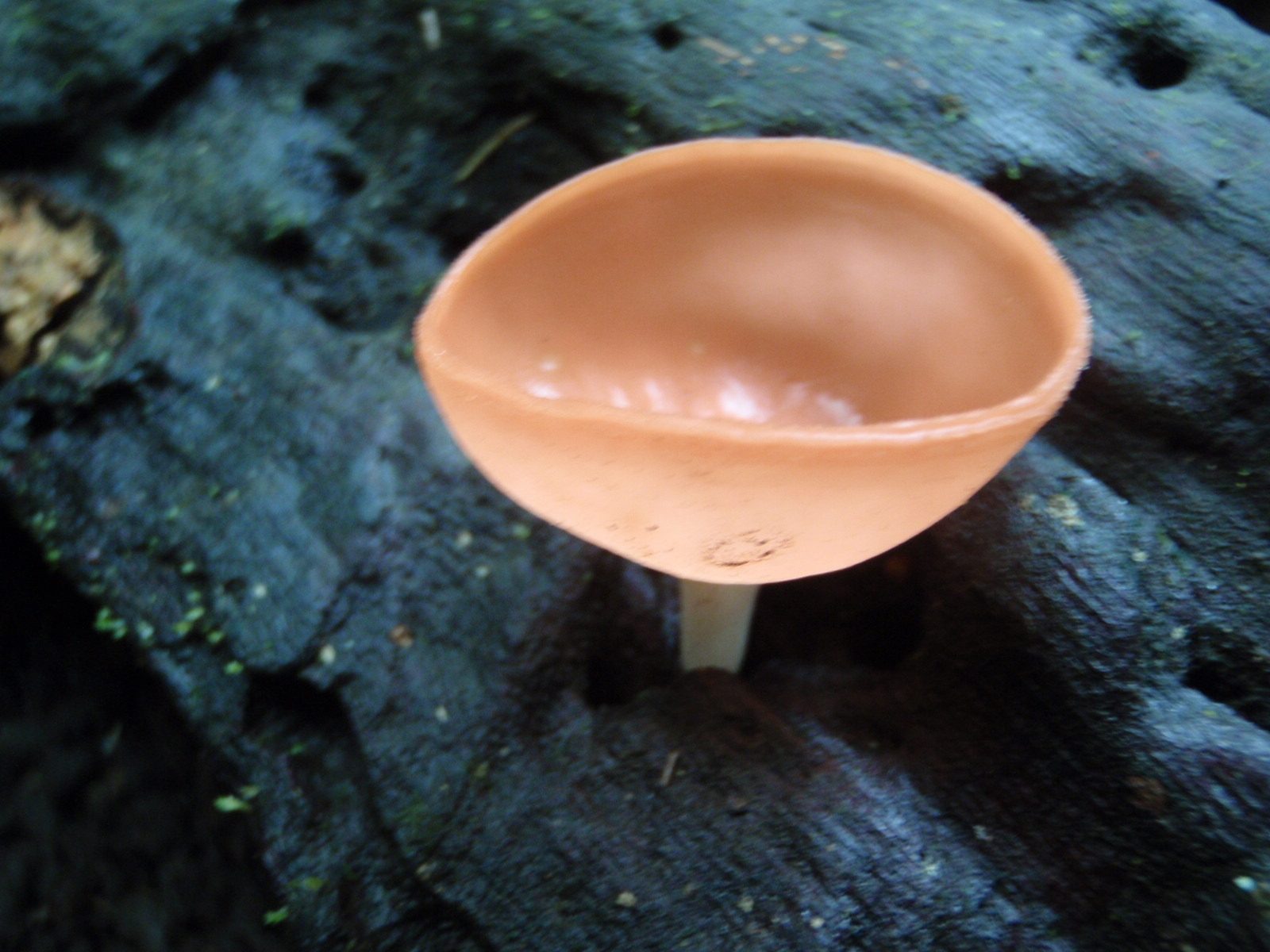 Interesting looking mushroom.