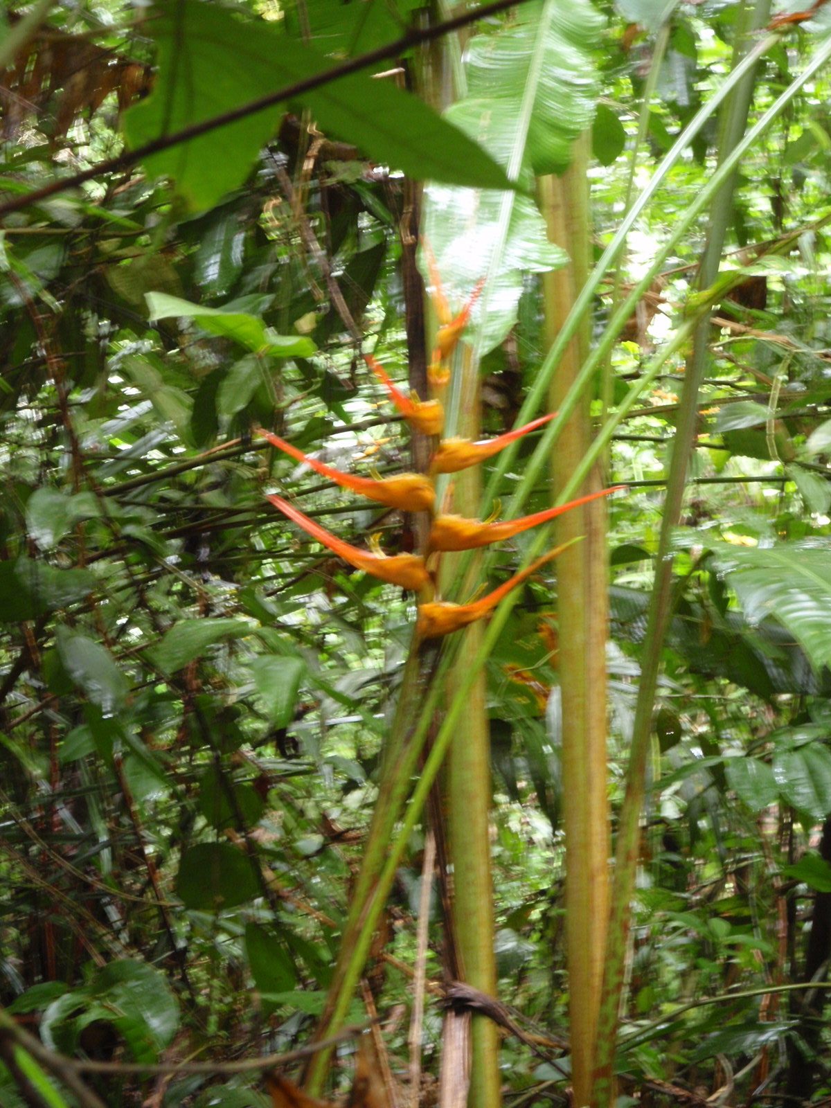 Bird of paradise flowers?