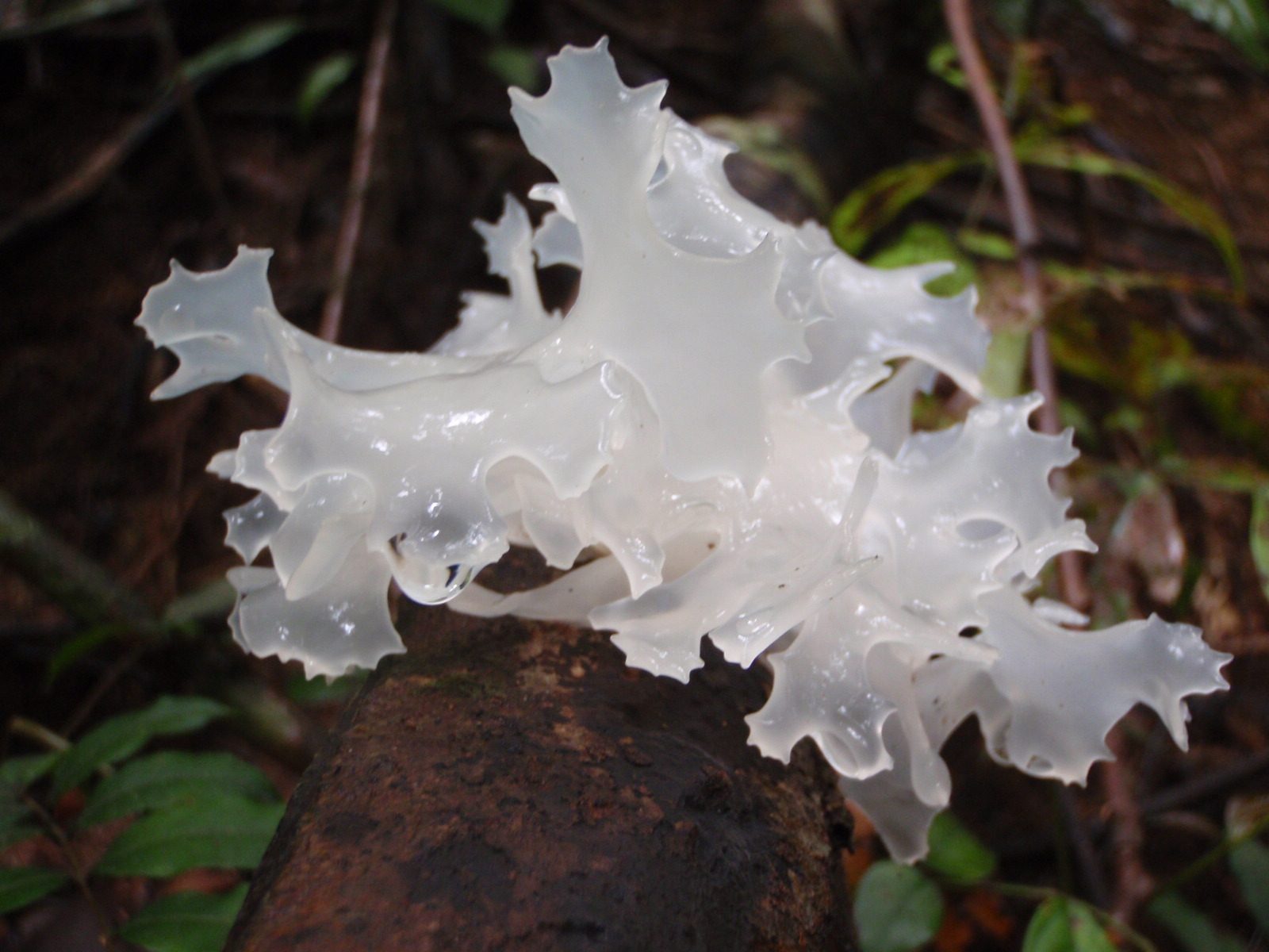 Even weirder looking fungus! The jungle is filled with interesting plants and animals.