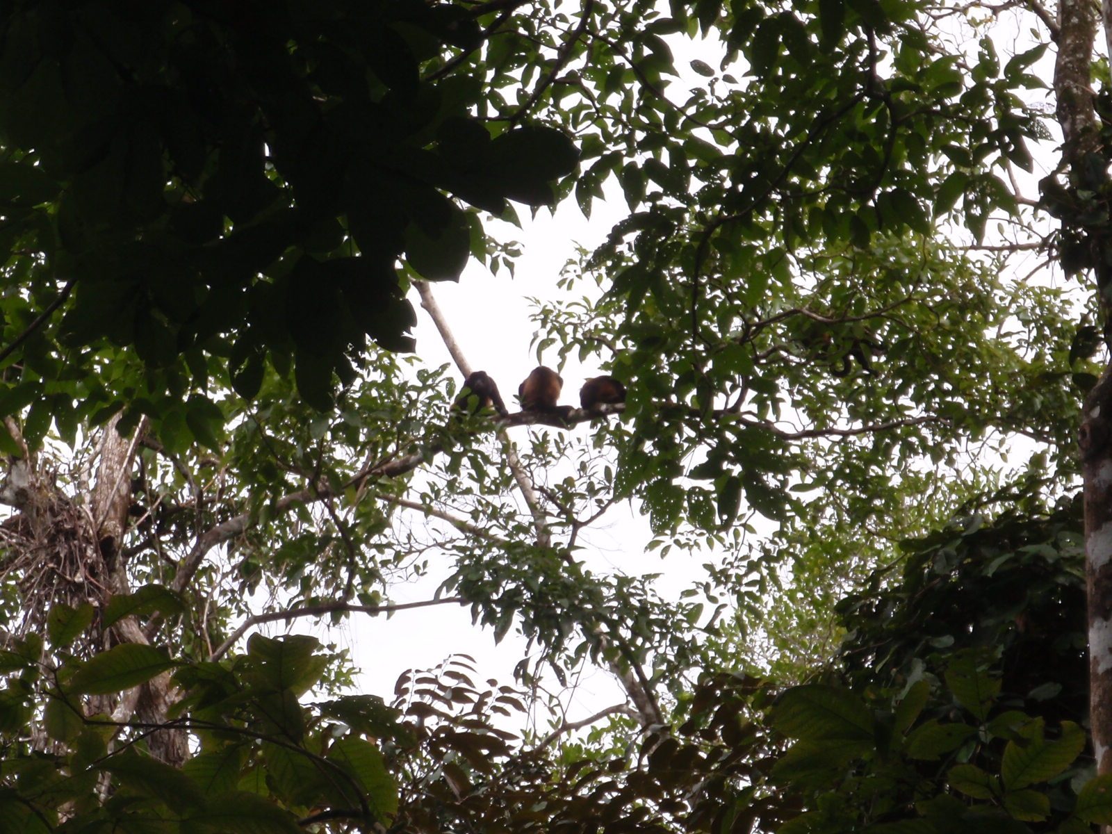 Monkeys in the trees! These were actually fairly easy to spot. Just look for where the guide has...