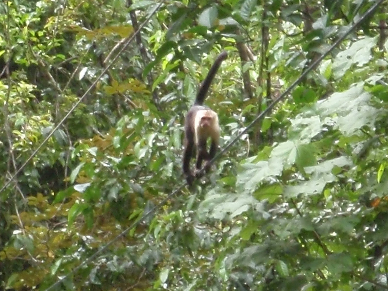 Spider monkey, walking on a power line. This was not the most pristine wilderness experience...