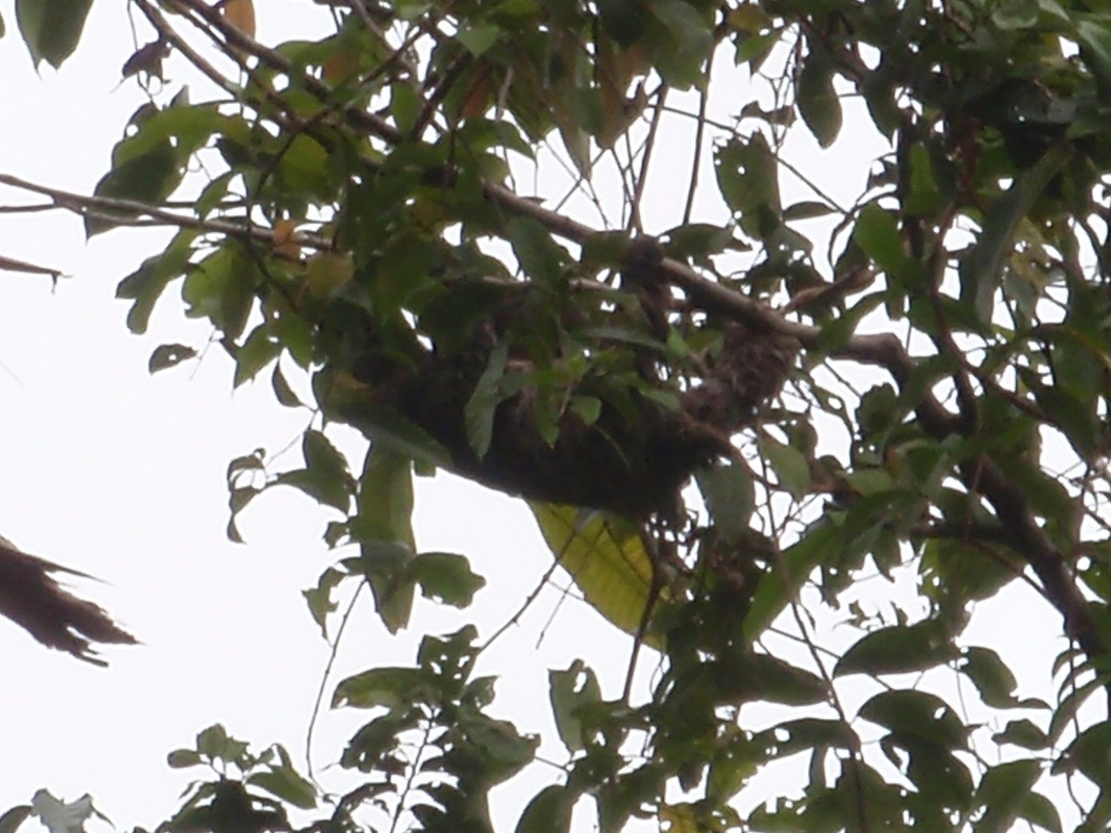 A sloth, being slothful. They sleep this way.