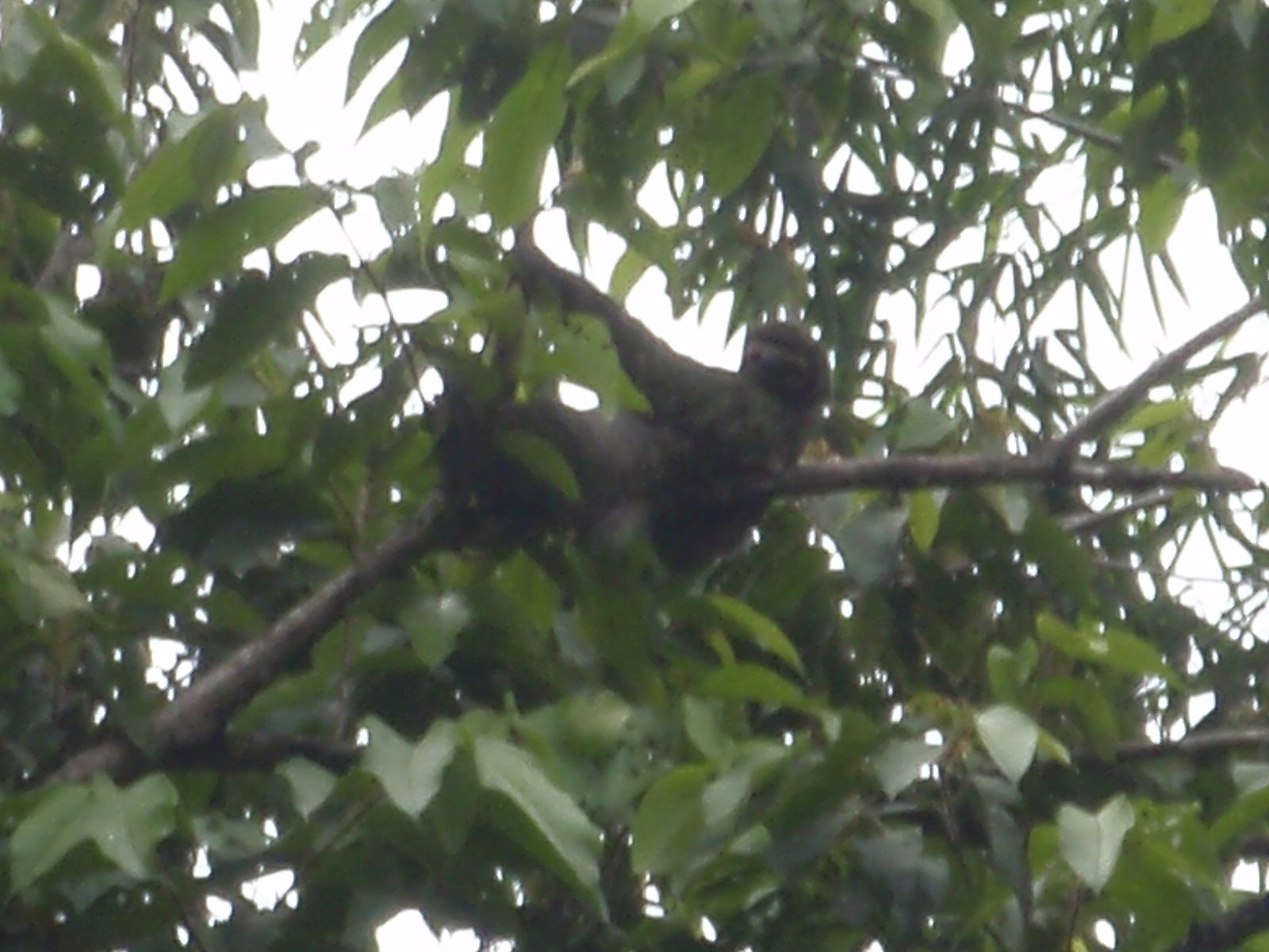 I think this sloth was actually interested enough to turn his head and look at us.