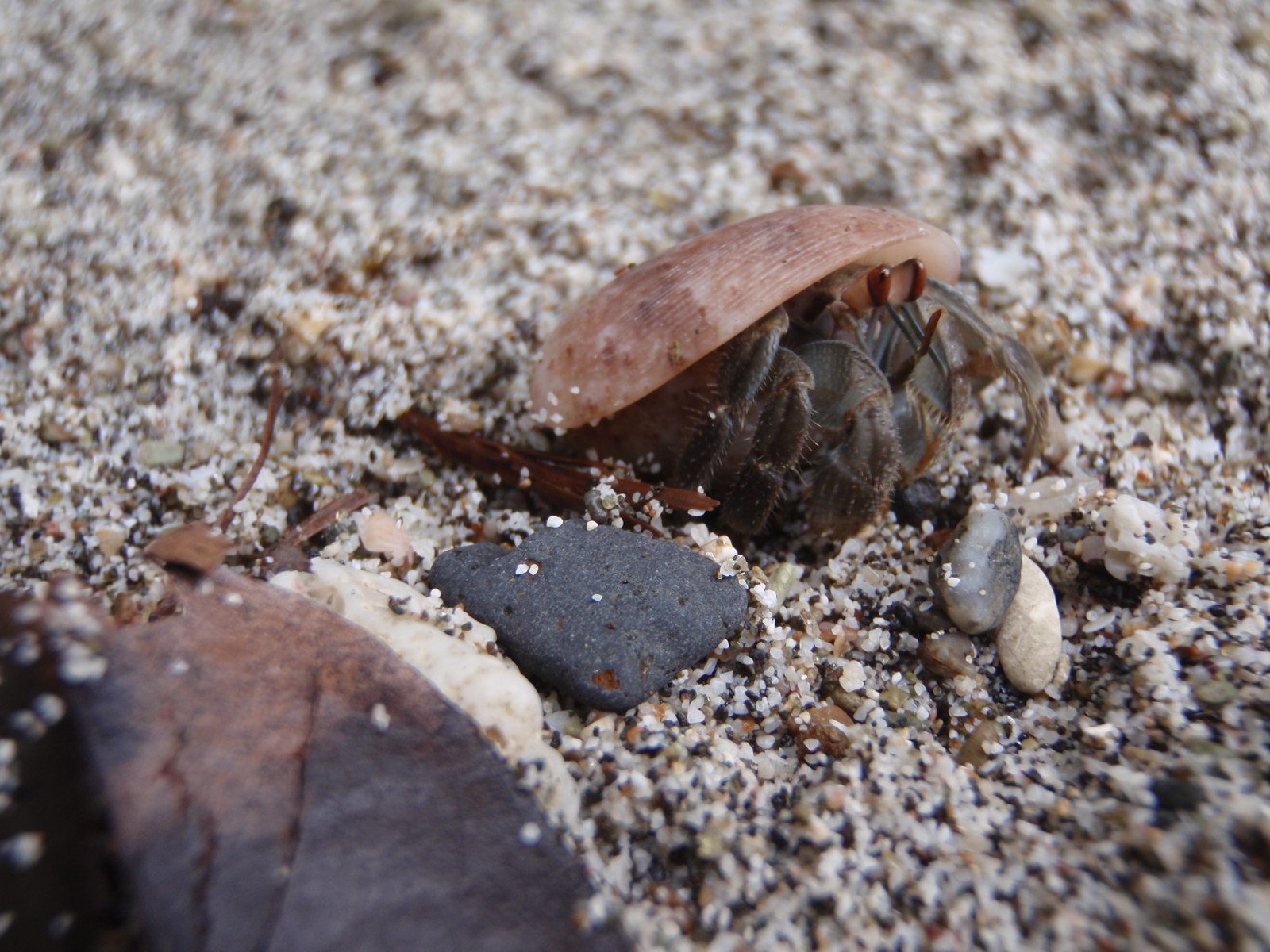 Hermit crab, on the beach.