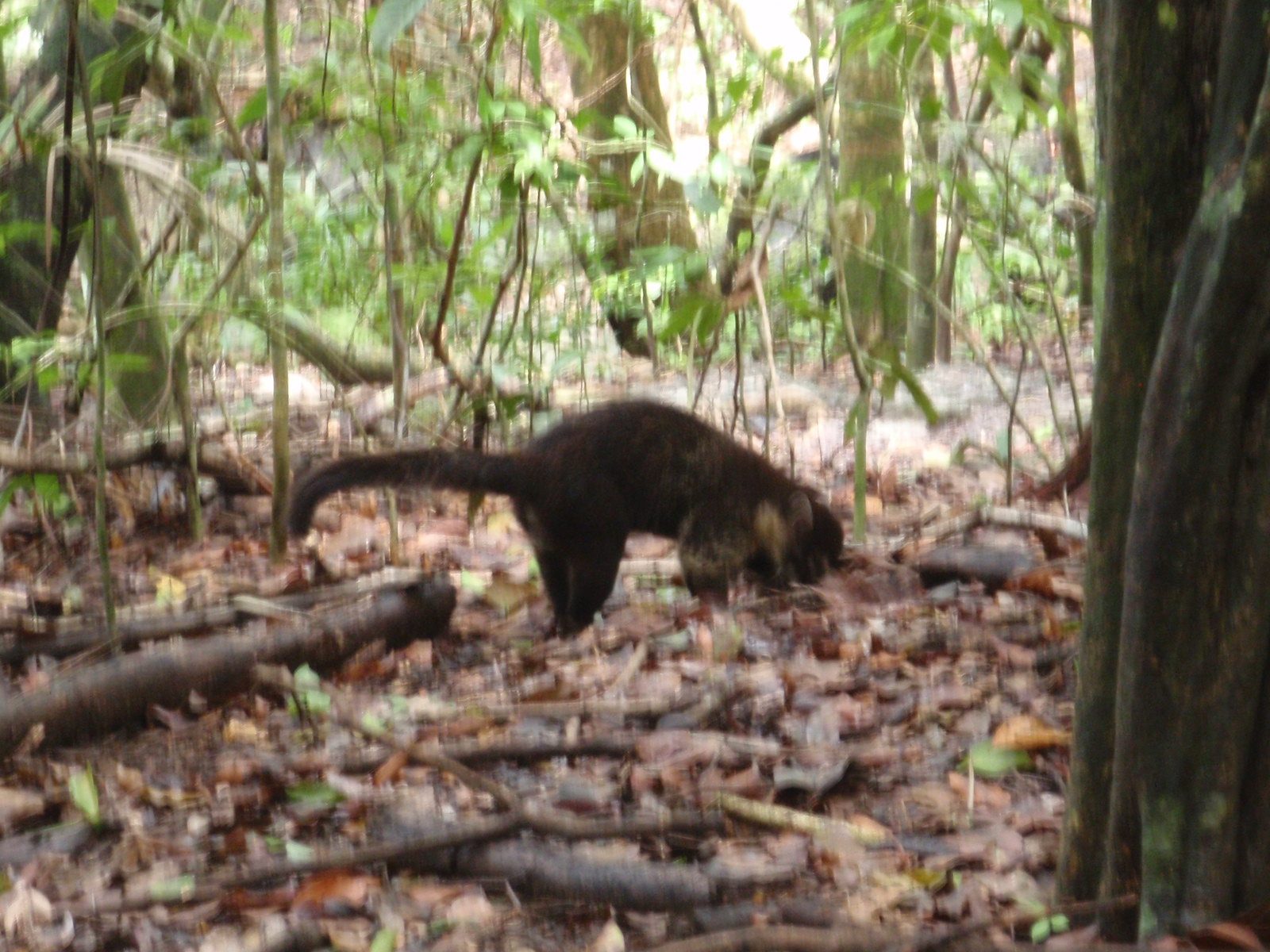 A coati, or coatimundi if you want to be fancy about it. I couldn't really get any pictures that...