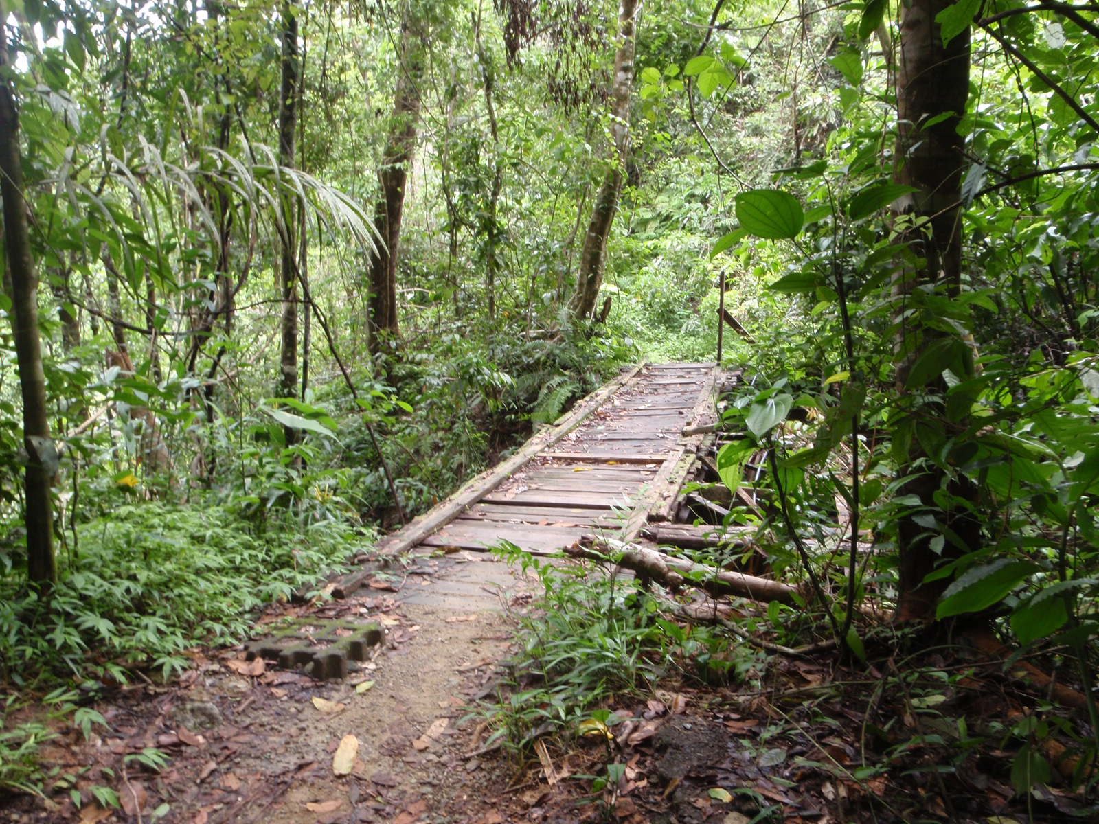 Bridge picture for Catherine. This ravine was actually quite deep!