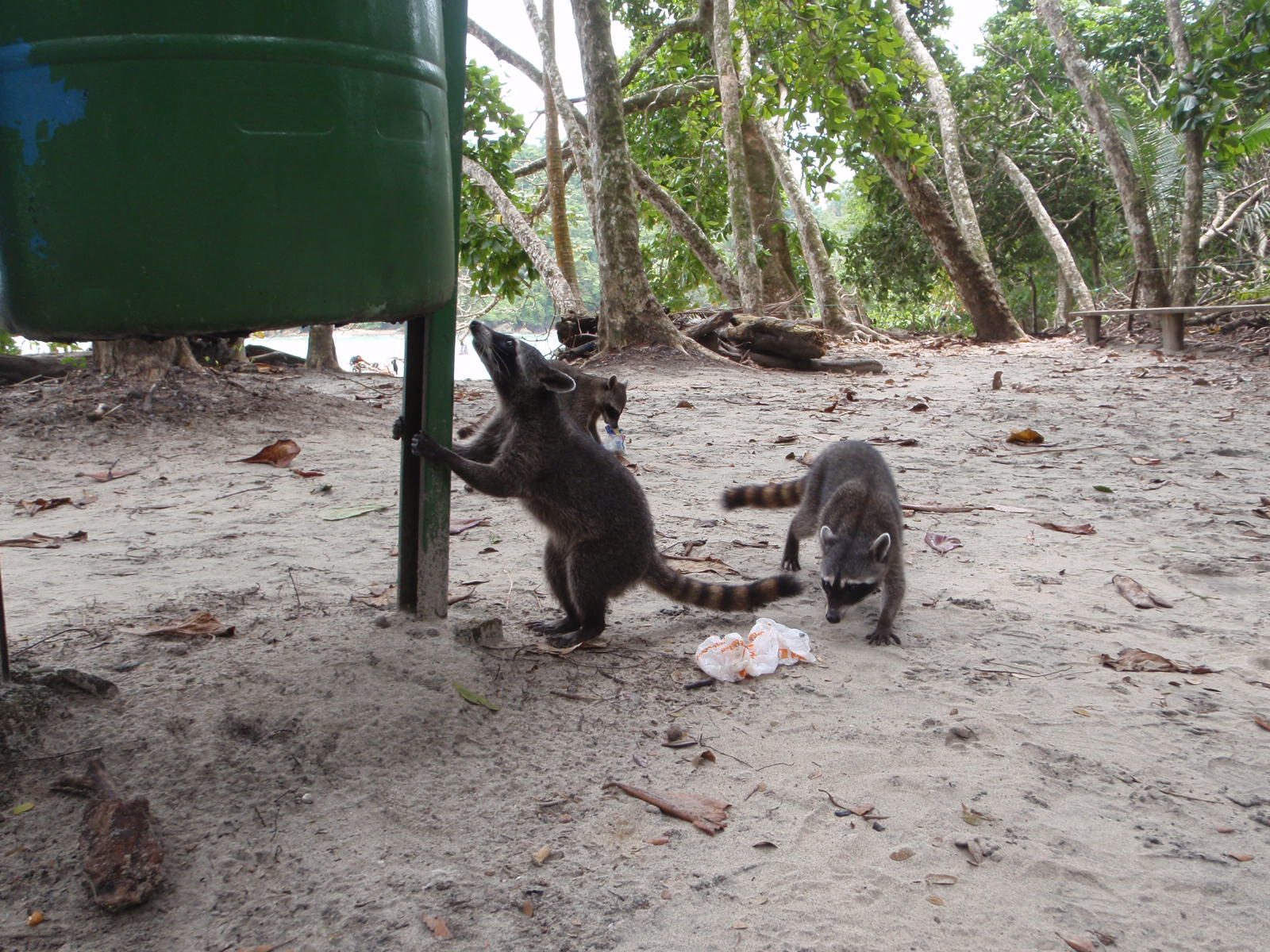 A mother teaches her kits to "hunt".