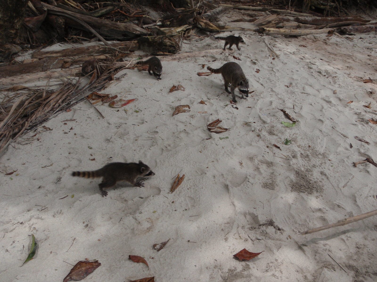 When that didn't work I took a block of wood and threw it at them. Actually they didn't run away...
