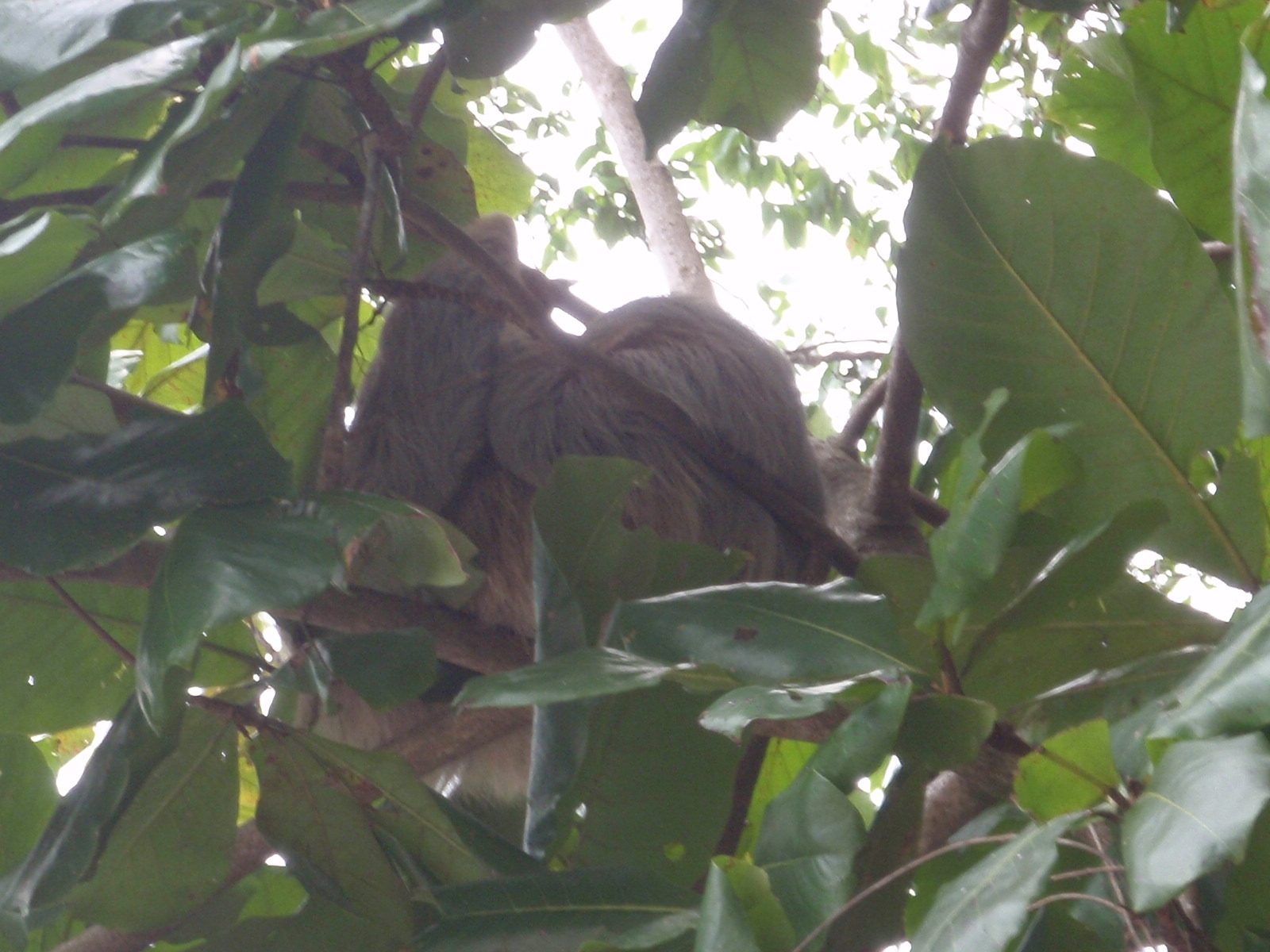 Sleeping sloth in the tree that we picnicked under.