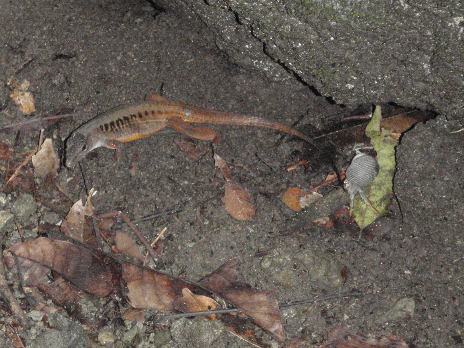 Lizard and hermit crab.