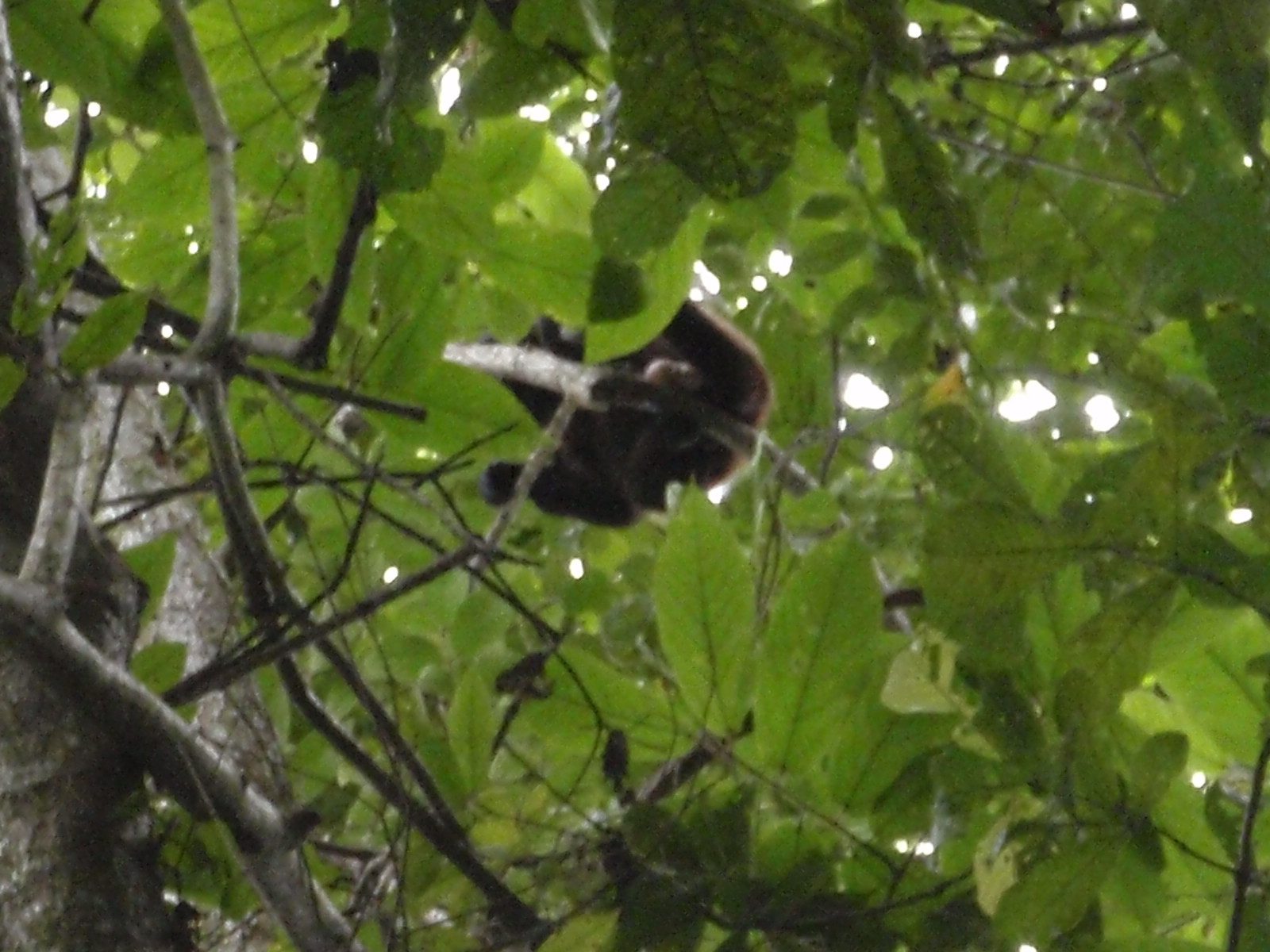 Monkey, directly above my head. Probably 70-100 feet up.