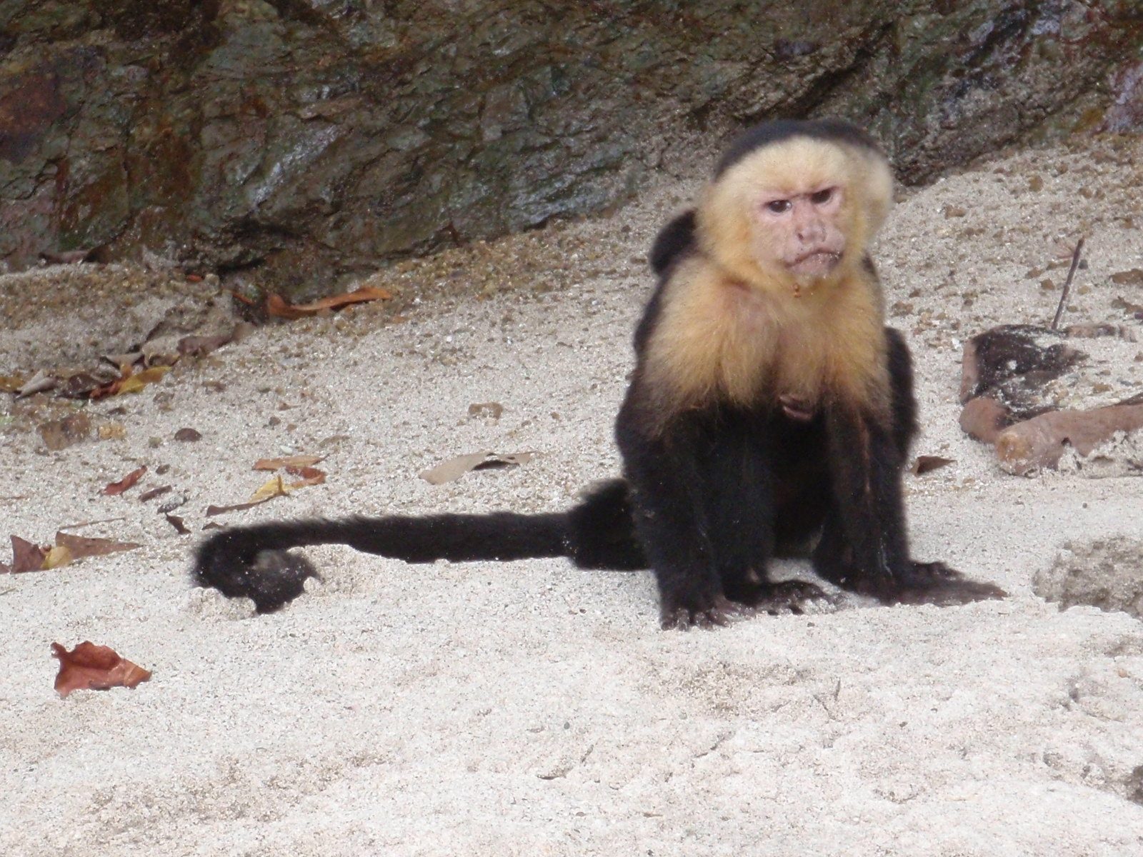 Not a happy monkey.
