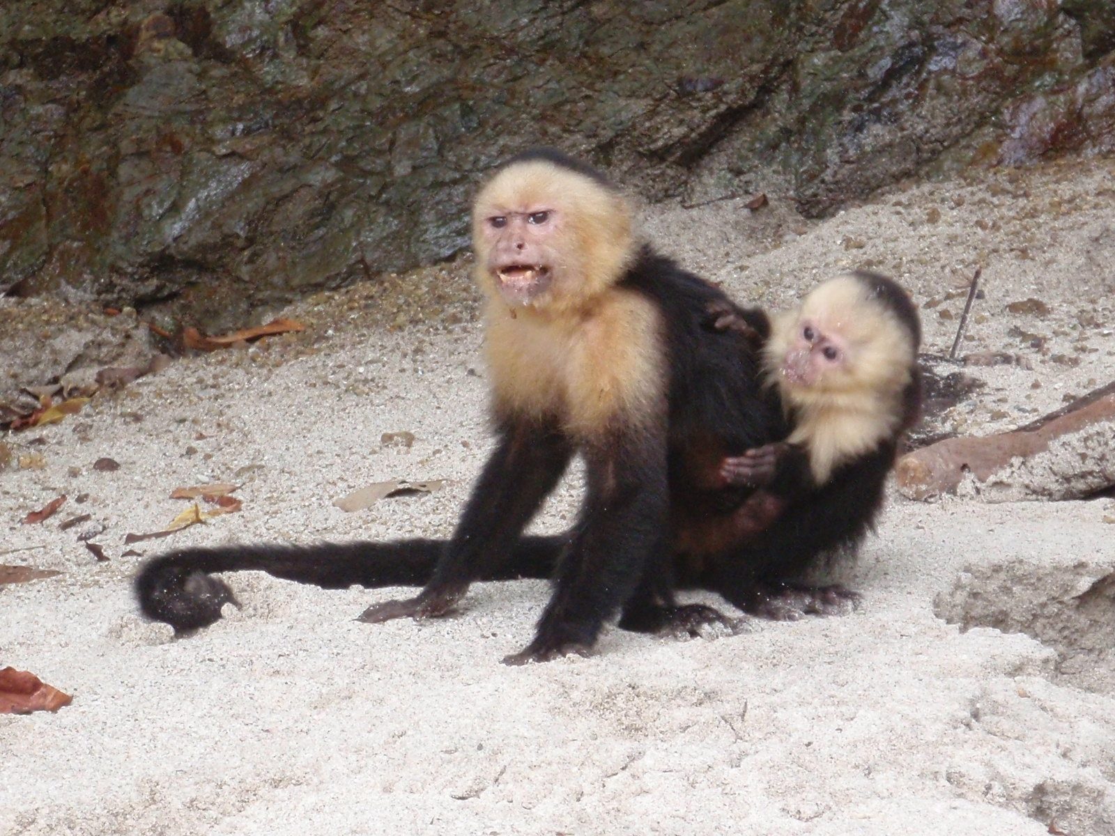 Now an angry monkey!