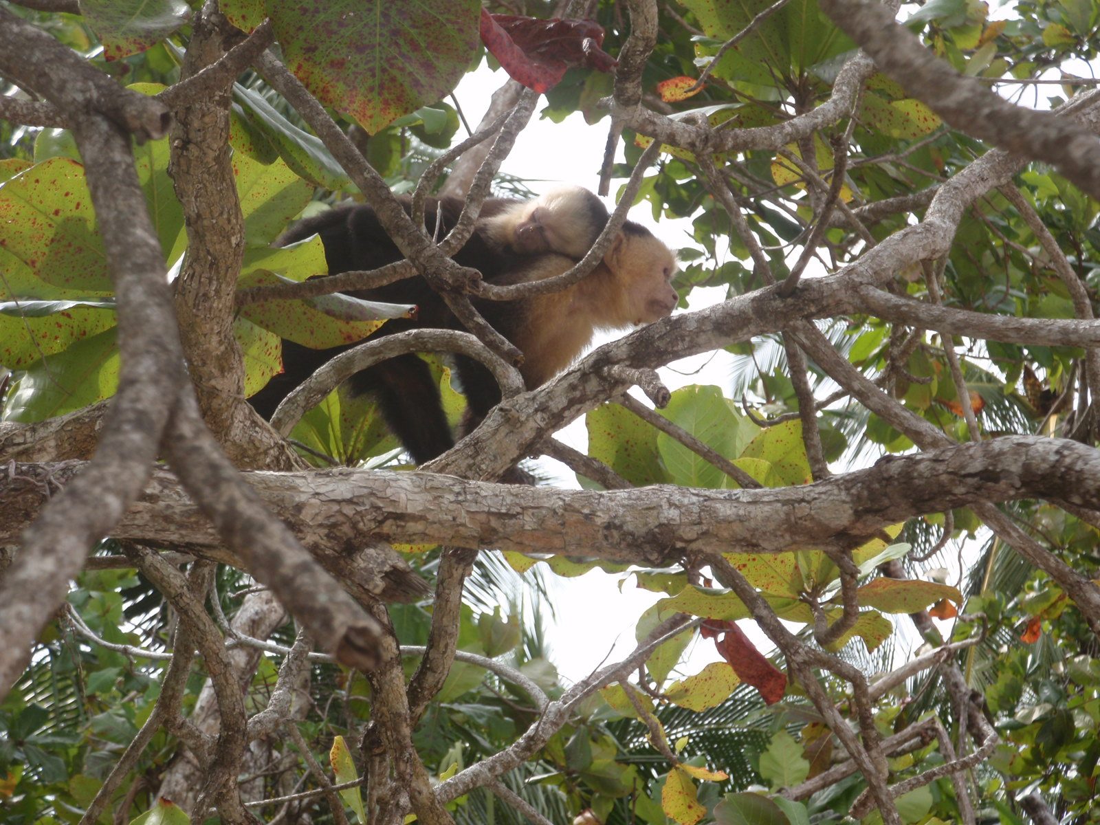 Same monkeys, now up in a tree.
