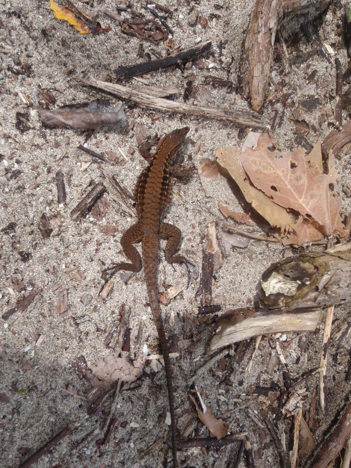 Neat looking lizard.