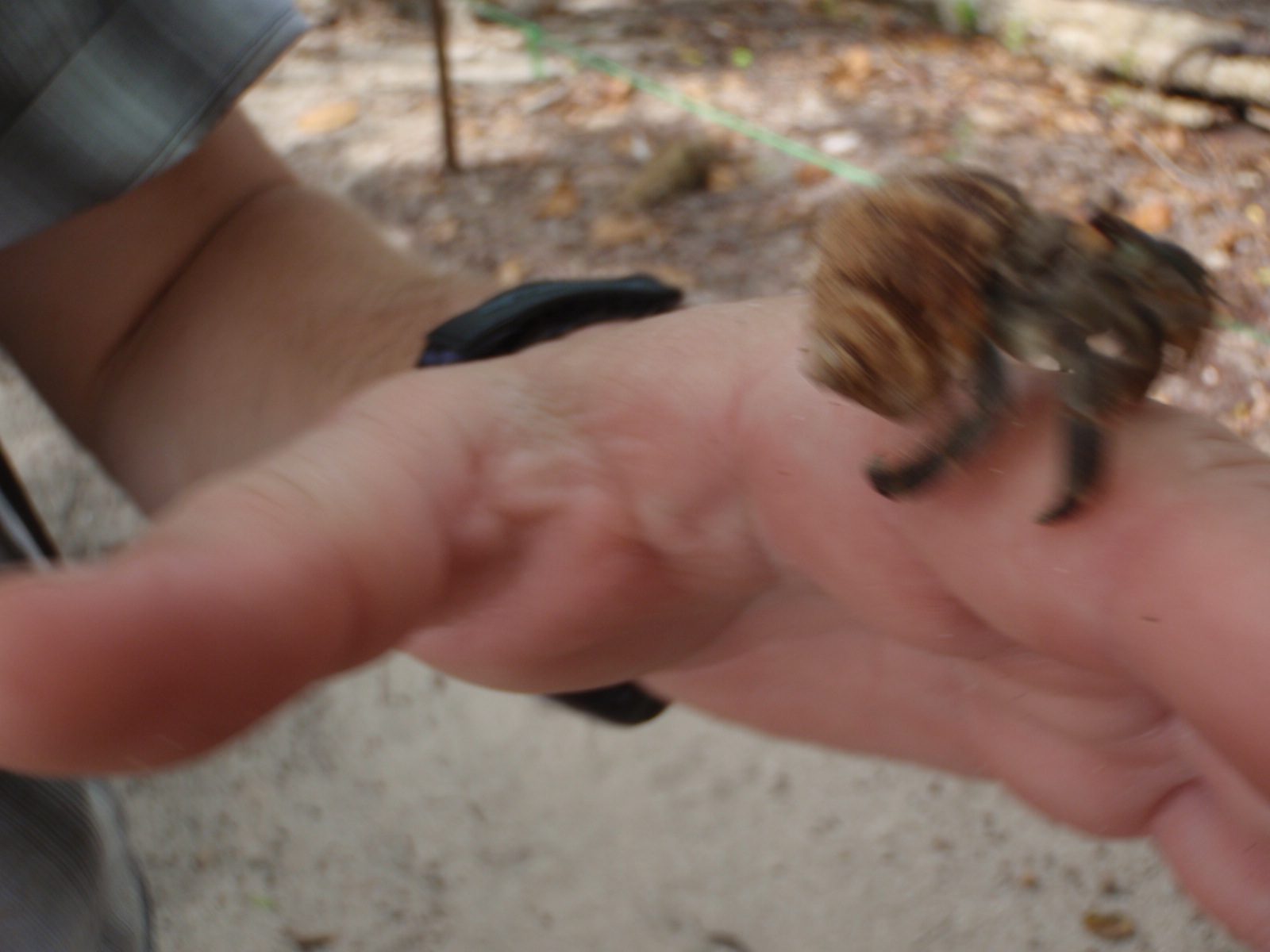 Joel trying to balance a hermit crab on his hand.