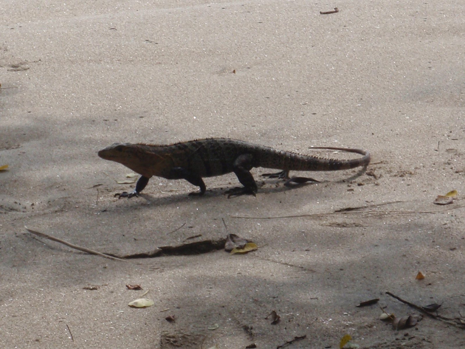 Oh hello Mr. Iguana!