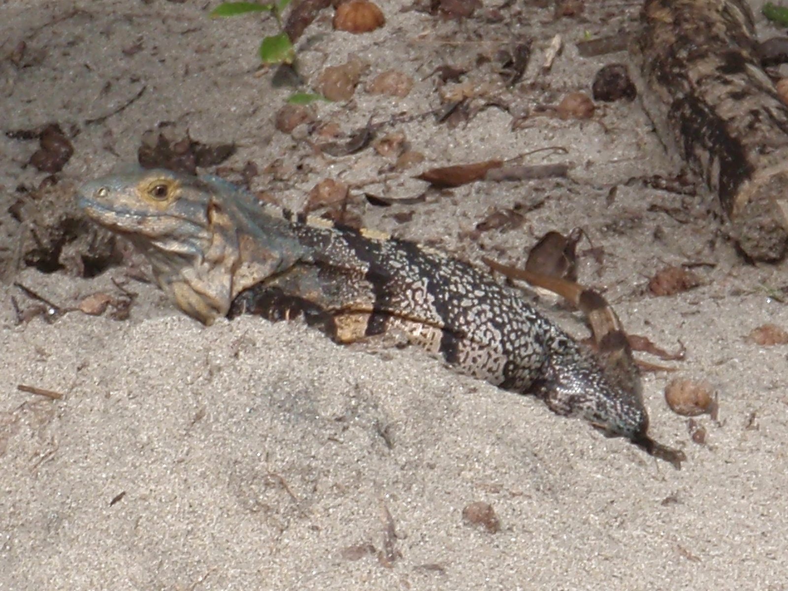Another iguana.