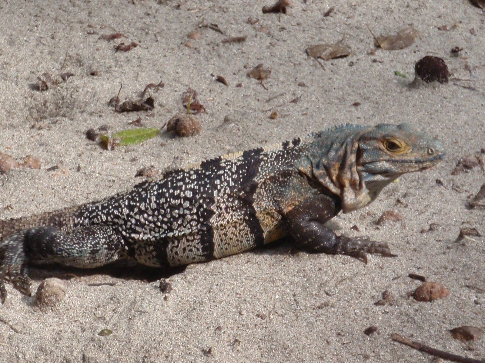 Beautiful coloring. These guys were so exotic looking and yet so common place. A few times on my...