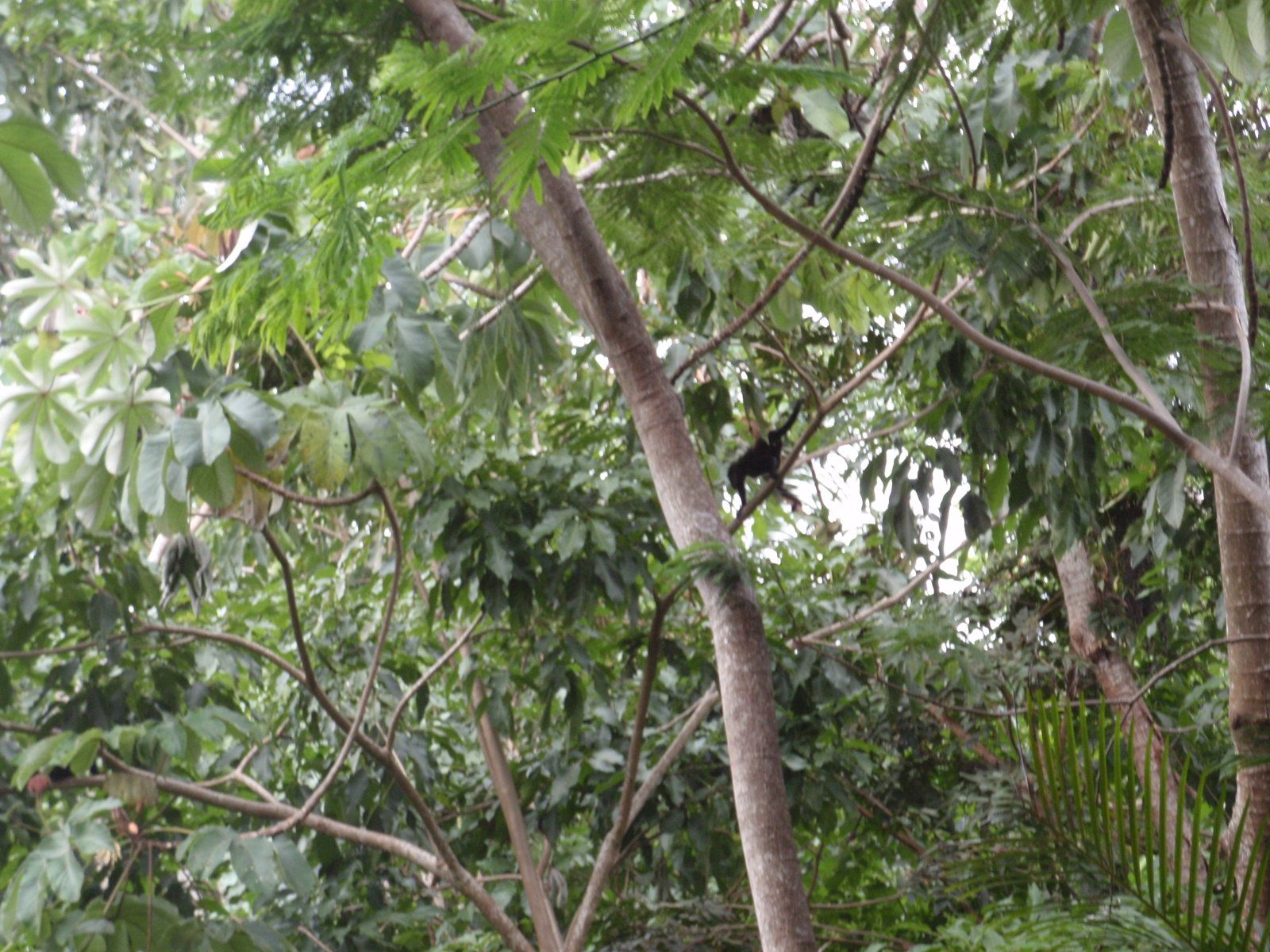Then the restaurant was overwhelmed by a marauding band of howler monkeys.