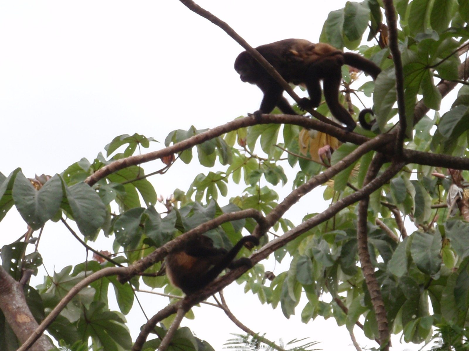 Howler monkeys were everywhere!
