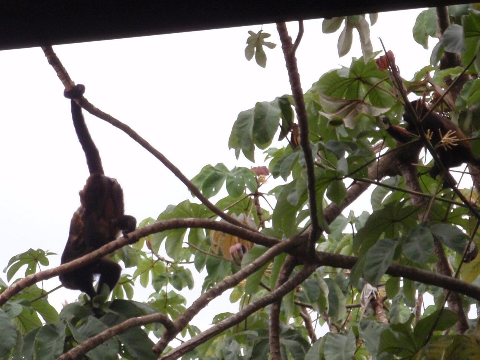These ones actually swung by their tails. Neato. 