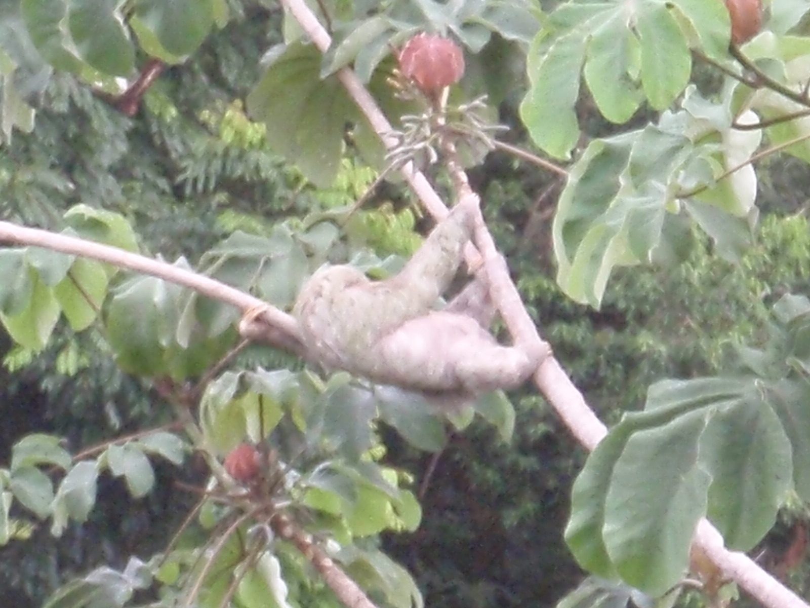 We noticed there was a sloth sleeping in a tree just a few meters from our table. Later it...