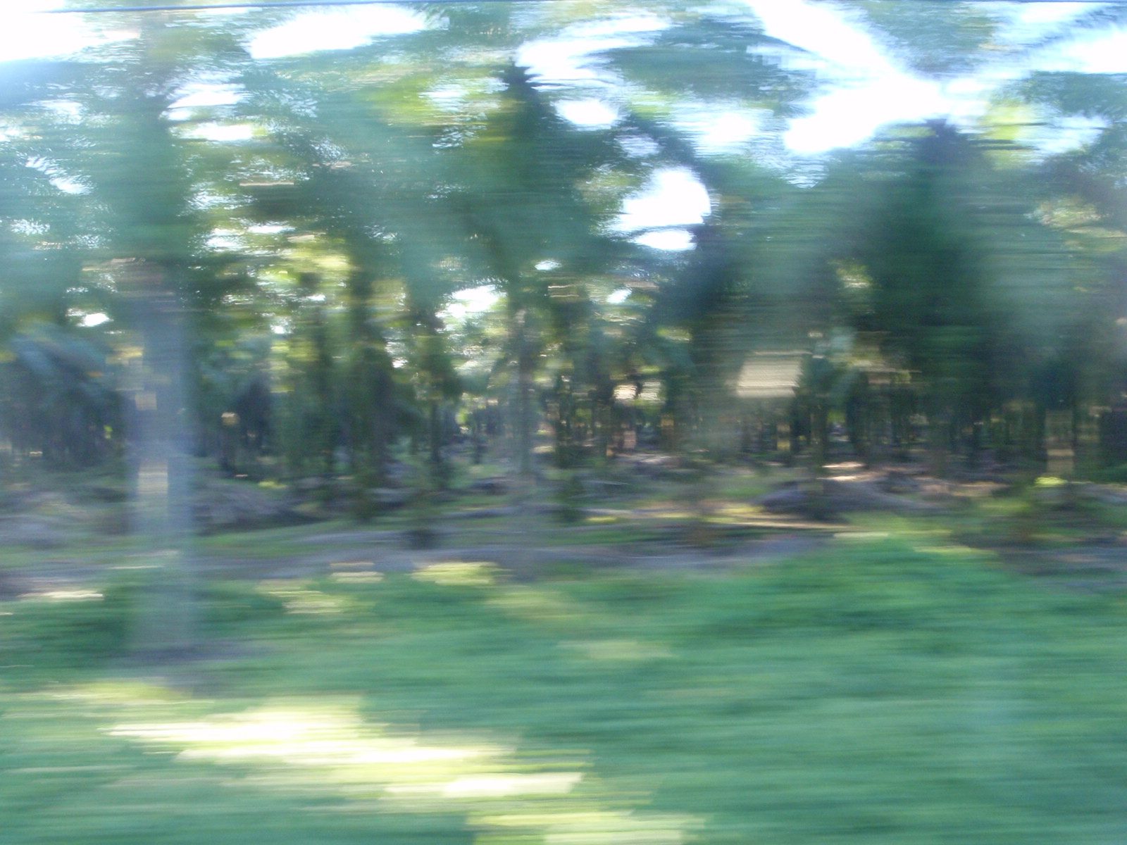 More and more trees lined up in widely spaced rows.