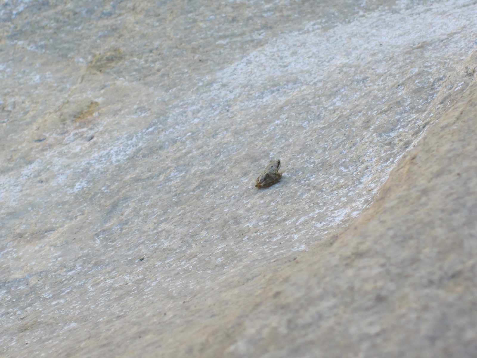 A frog, near the top of a 150 foot waterfall. How did he get here?