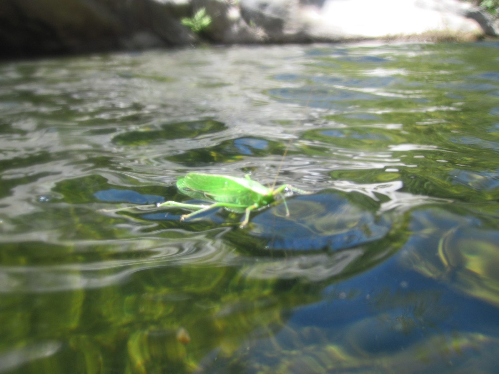 Joel saves a non-aquatic critter from a watery grave.