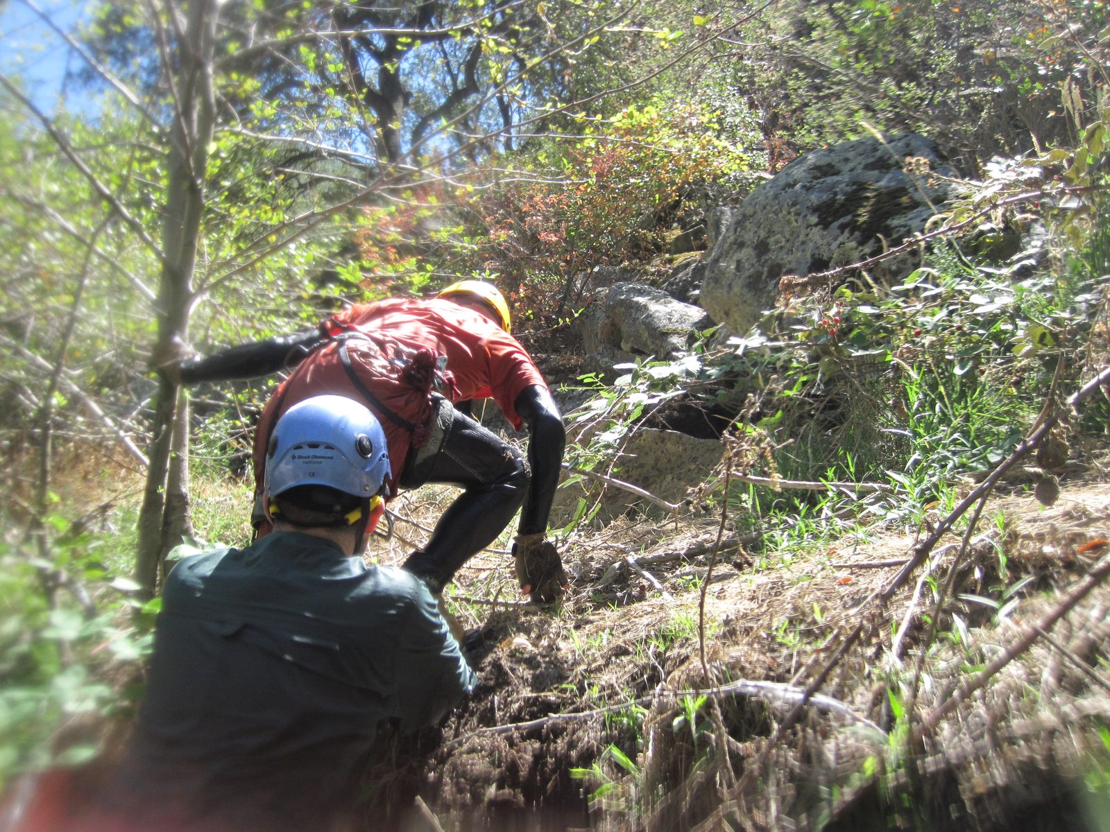Climbing ashore to forage for berries.