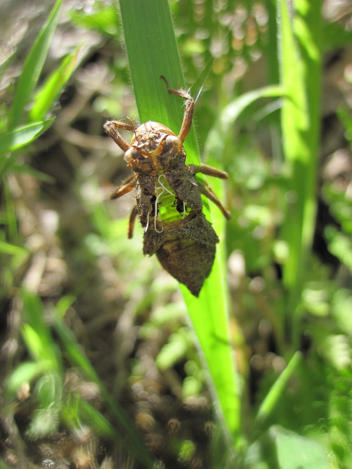 How cool is this! A bug that either died or molted and left behind an exoskeleton being eaten by...