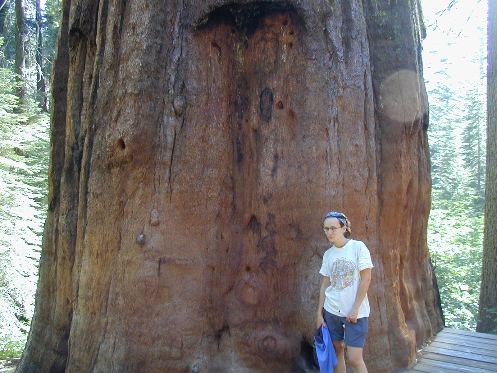 Rachel and a big tree in the Yosemite Grove of Giant Sequoias.
