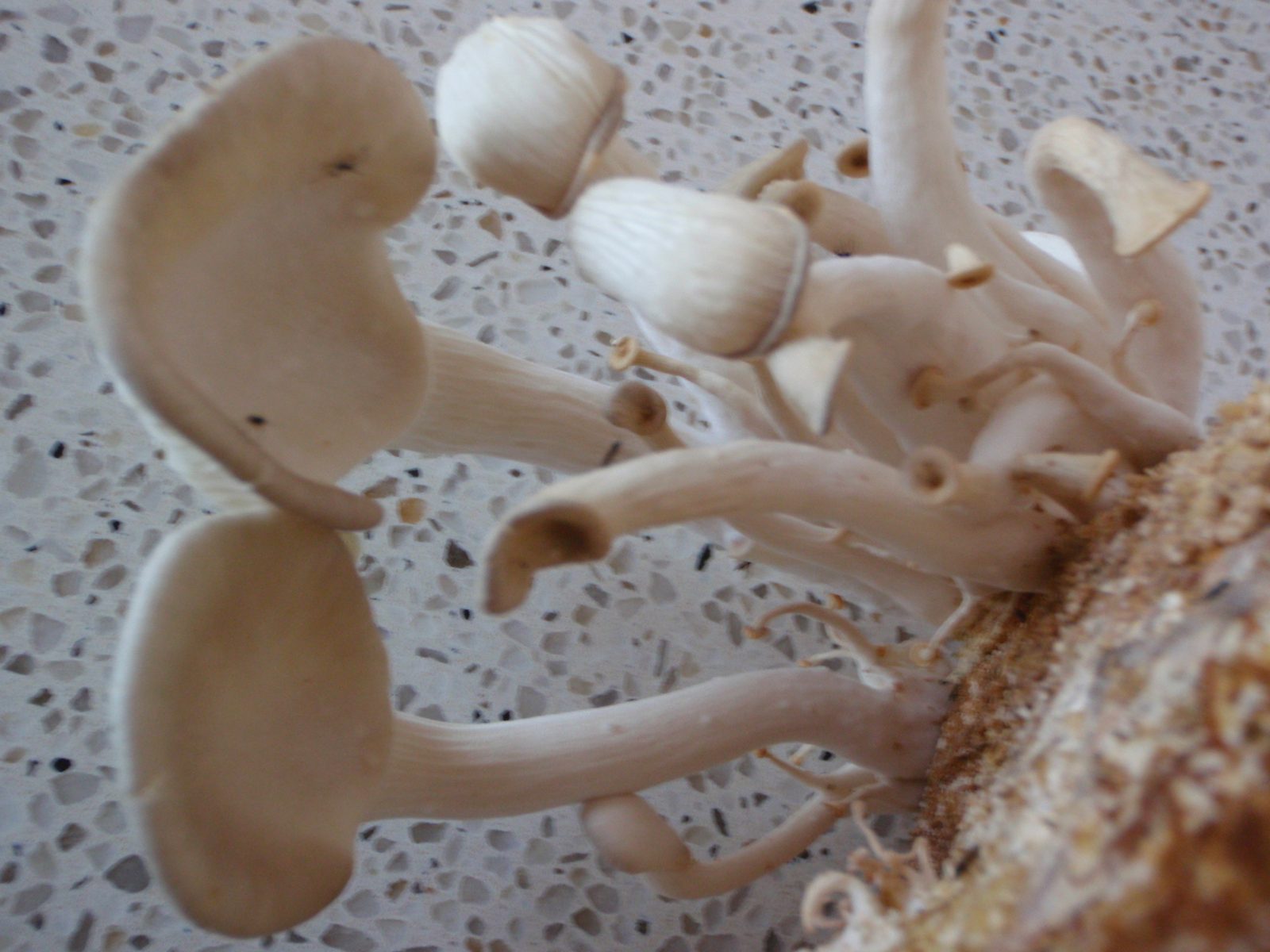 I grew mushrooms!  They are tree oyster mushrooms.
