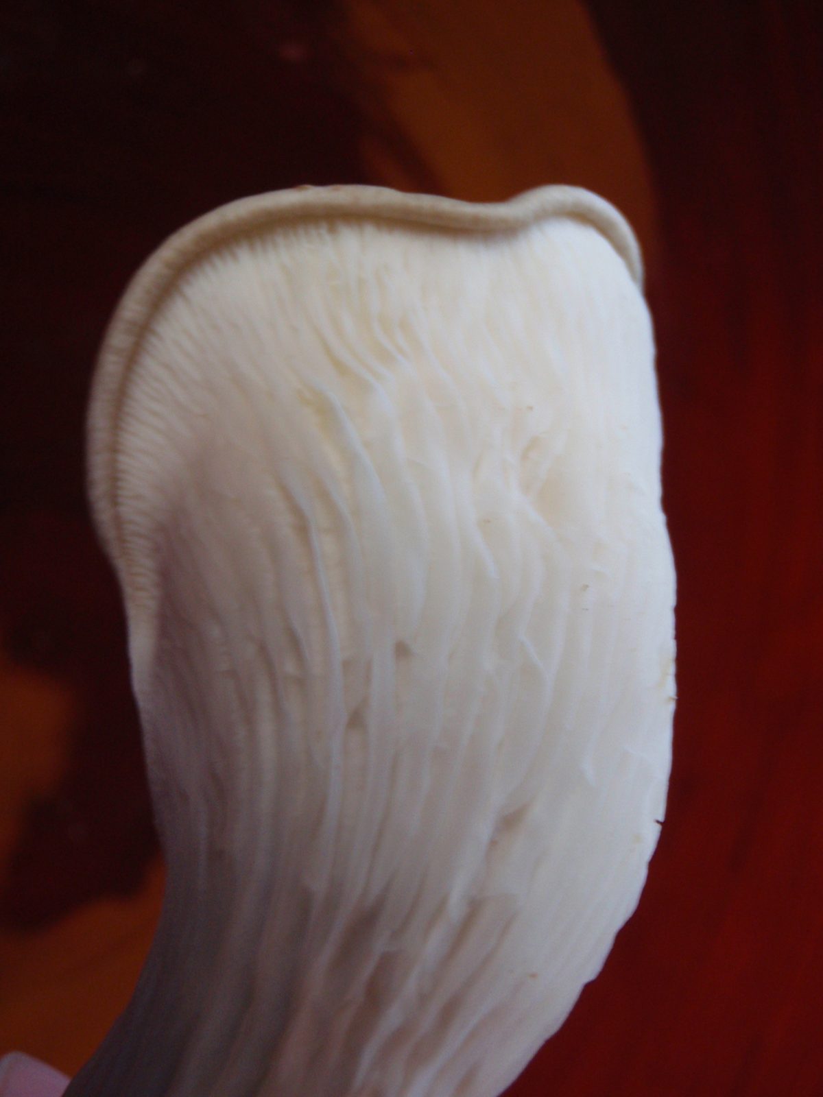 Detail of mushroom.  Not so bad for my underwater indestructible camera with marginal optics.
