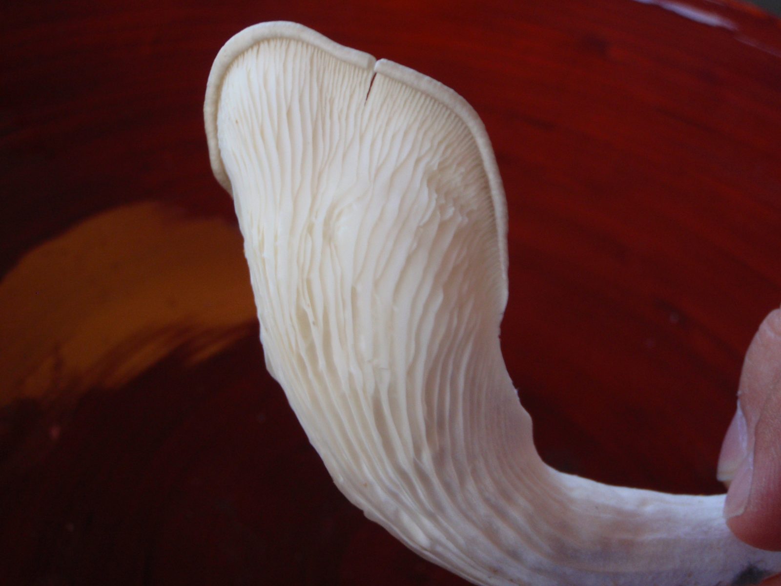 Big mushroom.