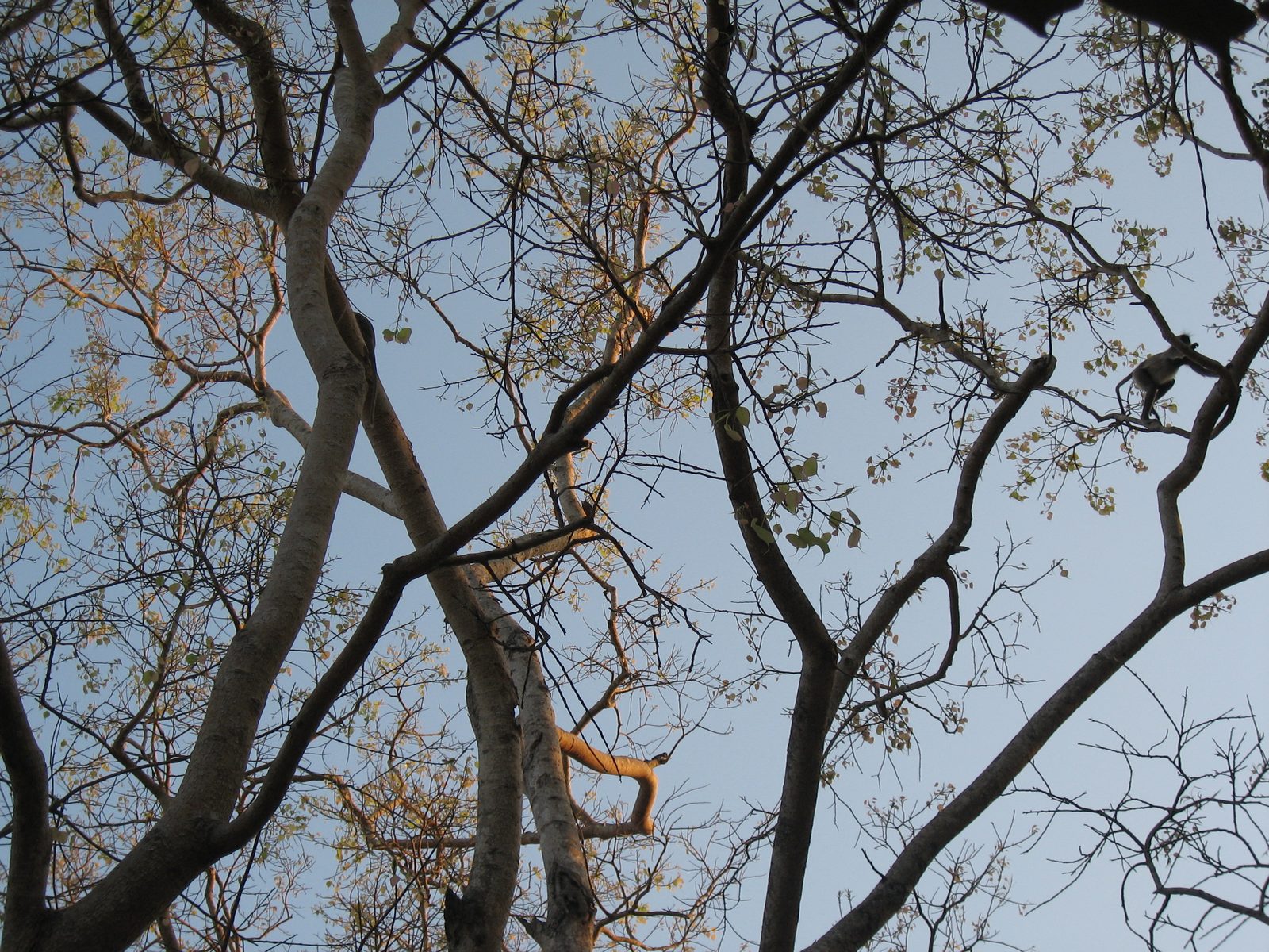 Afternoon sunlight through the leaves and branches of this sacred tree.