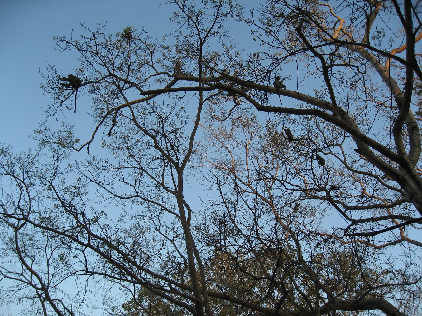 It's funny but it actually takes you a while to notice the monkeys quietly picking at leaves and...