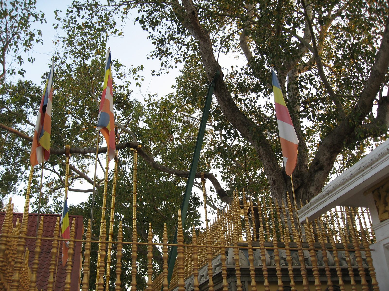 These gilded bamboo poles help keep the bodhi tree upright.