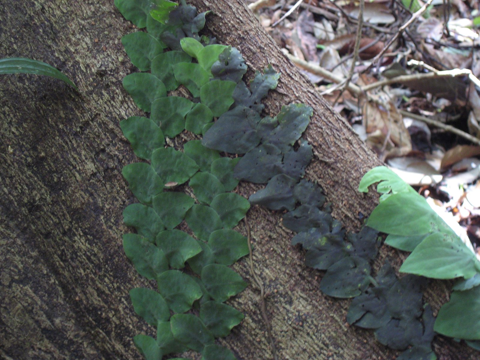 Some pretty vines growing up a jackfruit tree trunk in Borneo.  I'm pretty sure this was my...